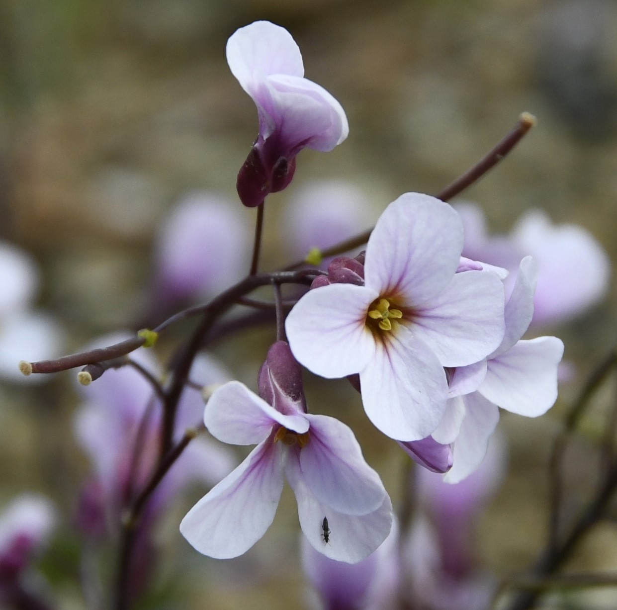 Изображение особи Arabis purpurea.
