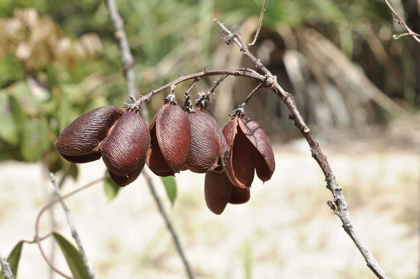 Изображение особи род Connarus.