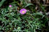Symphyotrichum dumosum