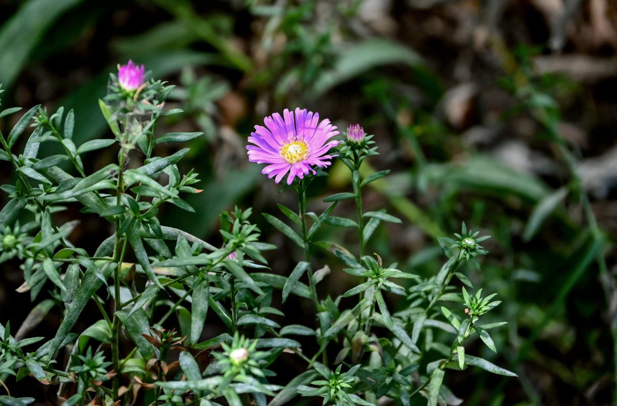 Image of Symphyotrichum dumosum specimen.