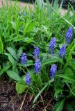 Muscari armeniacum. Цветущие растения. Московская обл., Павлово-Посадский ГО, г. Электрогорск, в культуре. 11.05.2026.