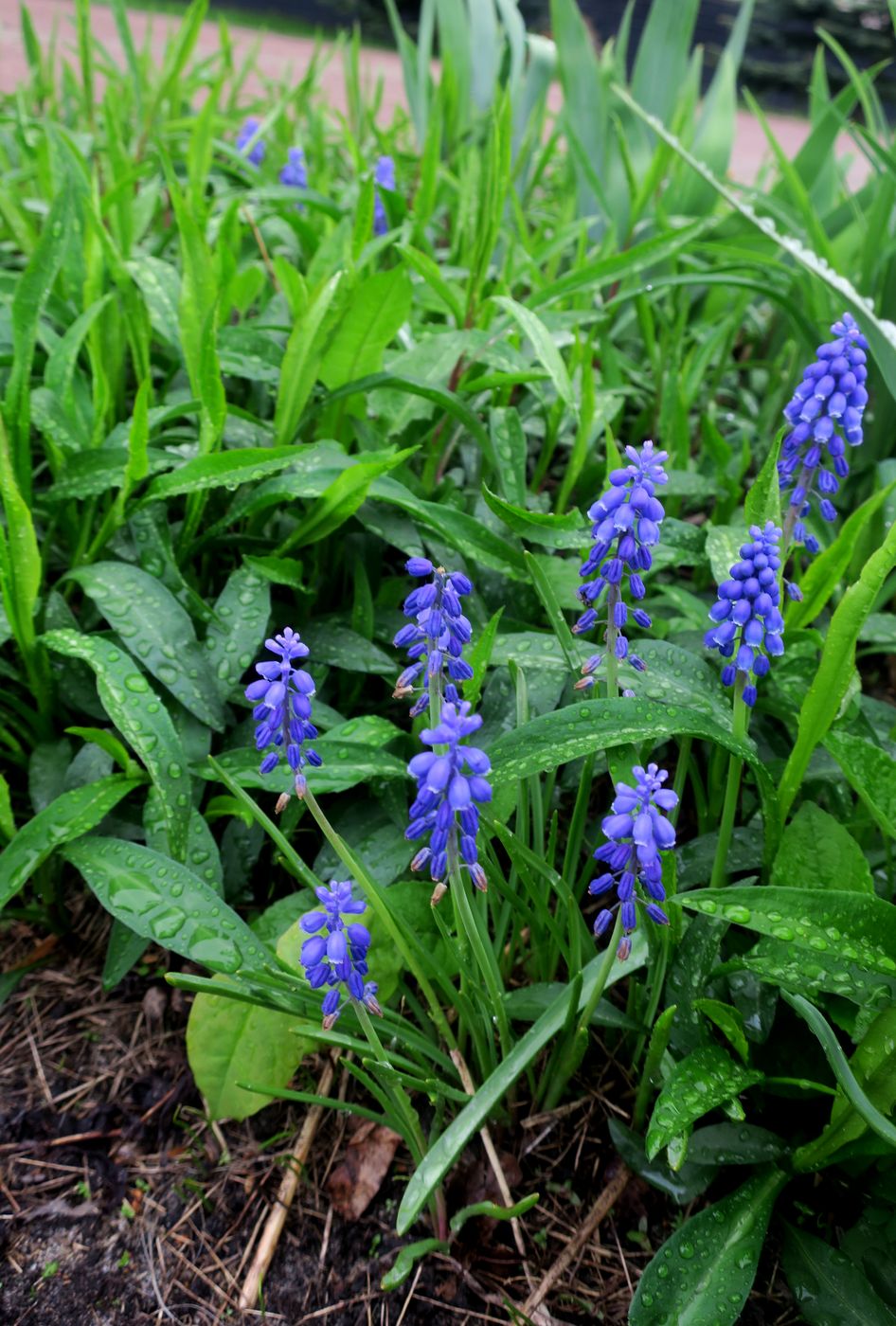 Изображение особи Muscari armeniacum.
