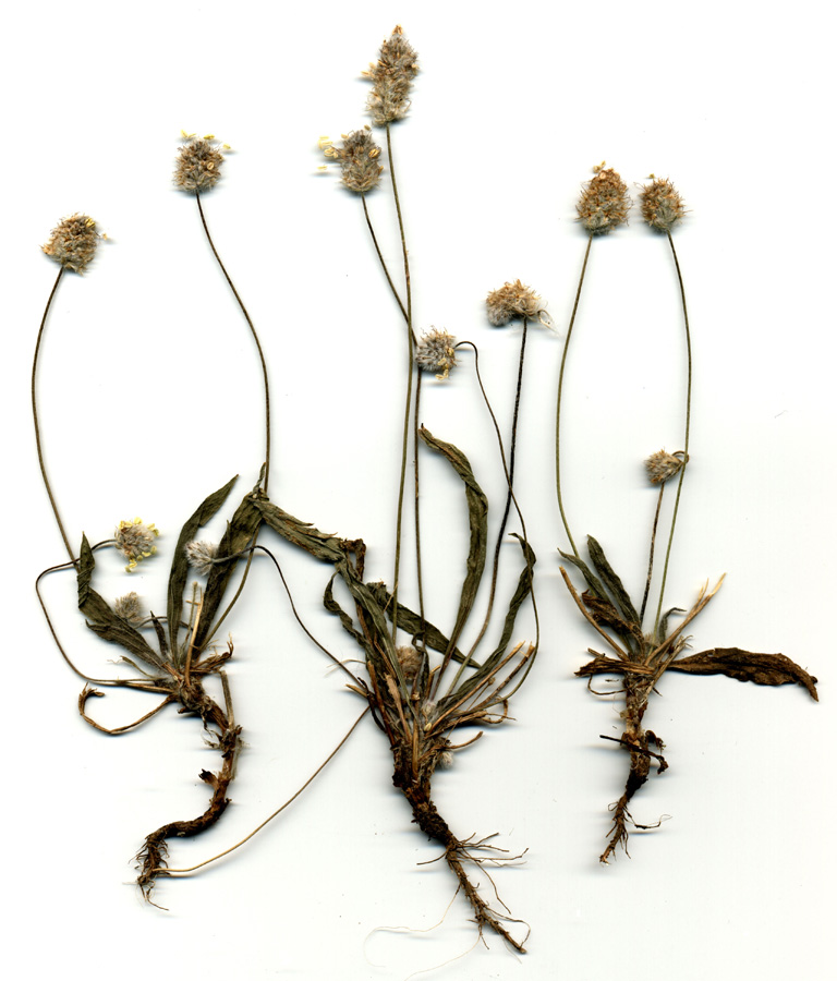 Image of Plantago dubia specimen.