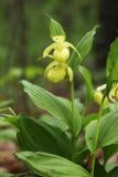 Cypripedium × ventricosum