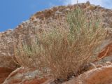 Salsola gemmascens. Вегетирующее растение с высохшими прошлогодними веточками. Киргизия, Баткенская обл., Баткенский р-н, окр. с. Самаркандык, Туркестанский хр., горы Сары-Тоо, уроч. Мадыген, пестроцветы. 11 мая 2026 г.