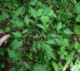 unknown species. Вегетирующее (молодое?) деревце. Тульская обл., Заокский р-н, Бутиково, смешанный лес. 28.06.2026.