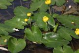 Nuphar lutea. Цветущие растения. Томская обл., Томск, пос. Заварзино, р. Ушайка, мелководье. 20.07.2026.