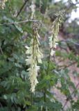 Hedysarum flavescens