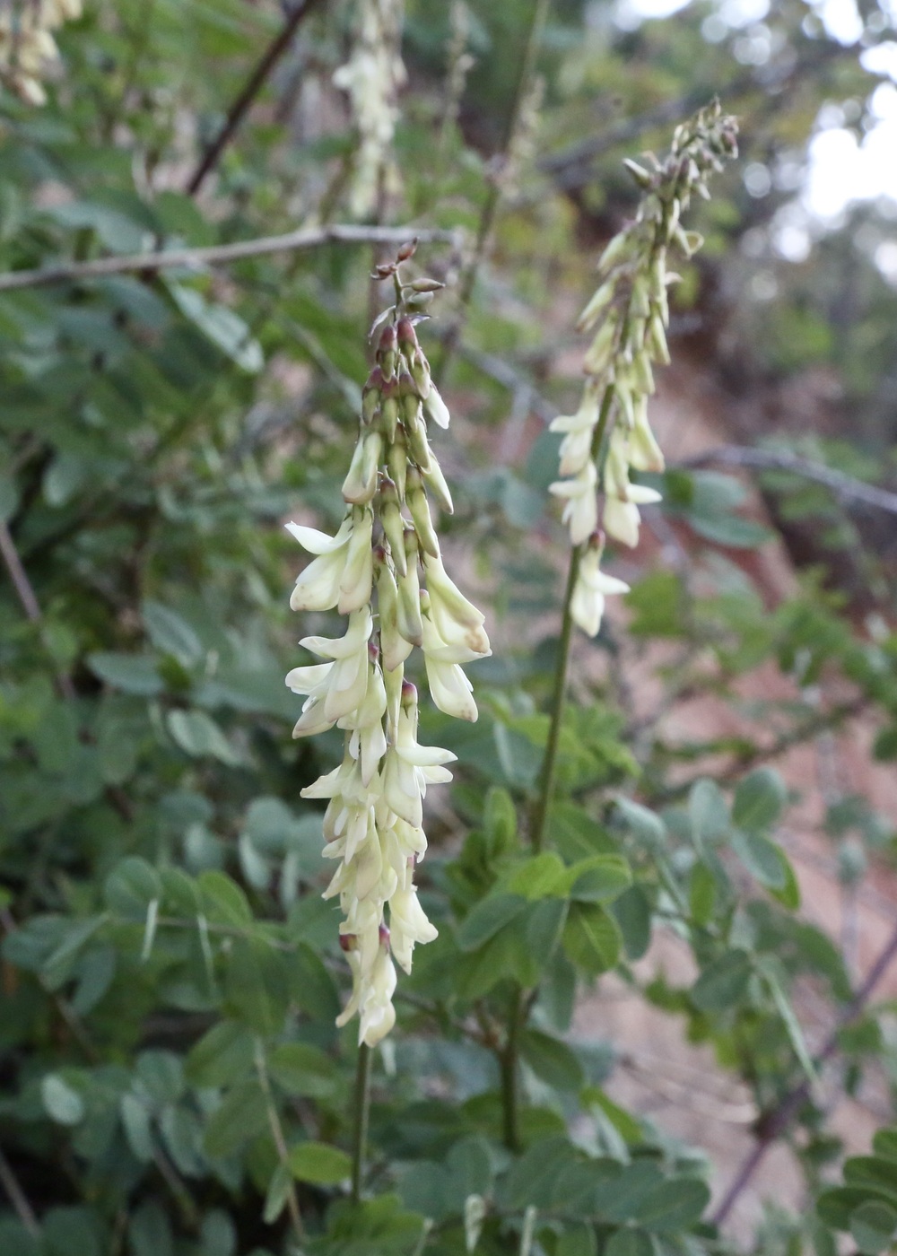Изображение особи Hedysarum flavescens.