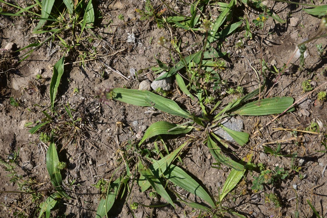 Image of Plantago lanceolata specimen.