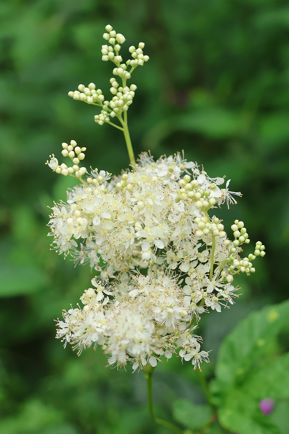 Image of Filipendula ulmaria ssp. denudata specimen.