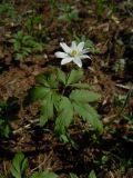 Anemone altaica