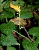 Oplismenus undulatifolius. Соцветие. Краснодарский край, муниципальное образование город-курорт Сочи, Адлерский р-н, Кудепстинский сельский округ, окр. пос. Дубравный, Кудепстинский дендропарк, широколиственный лес. 05.07.2024.