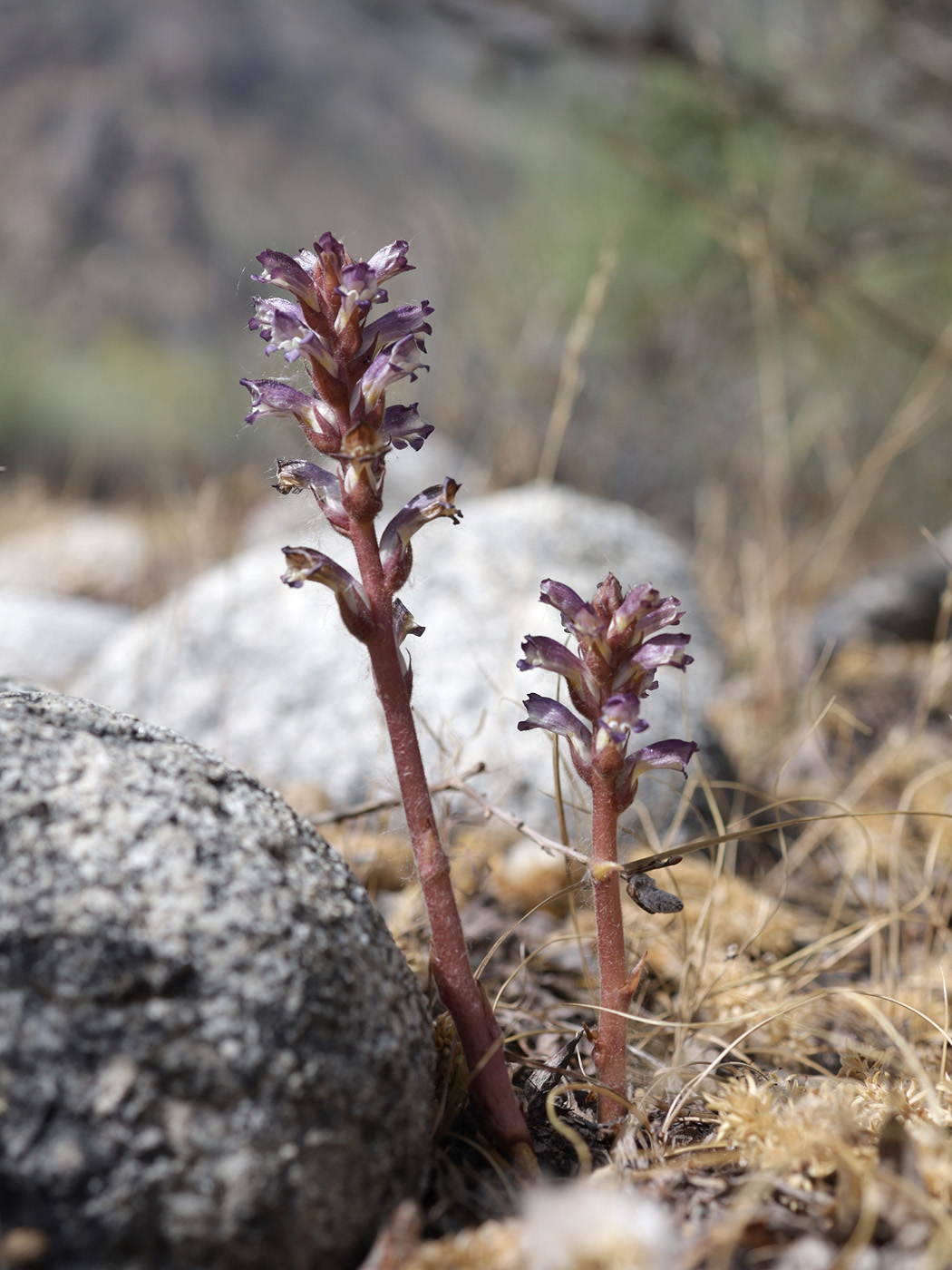 Image of Orobanche grenieri specimen.