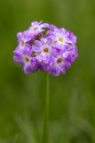 View full-size image Primula auriculata