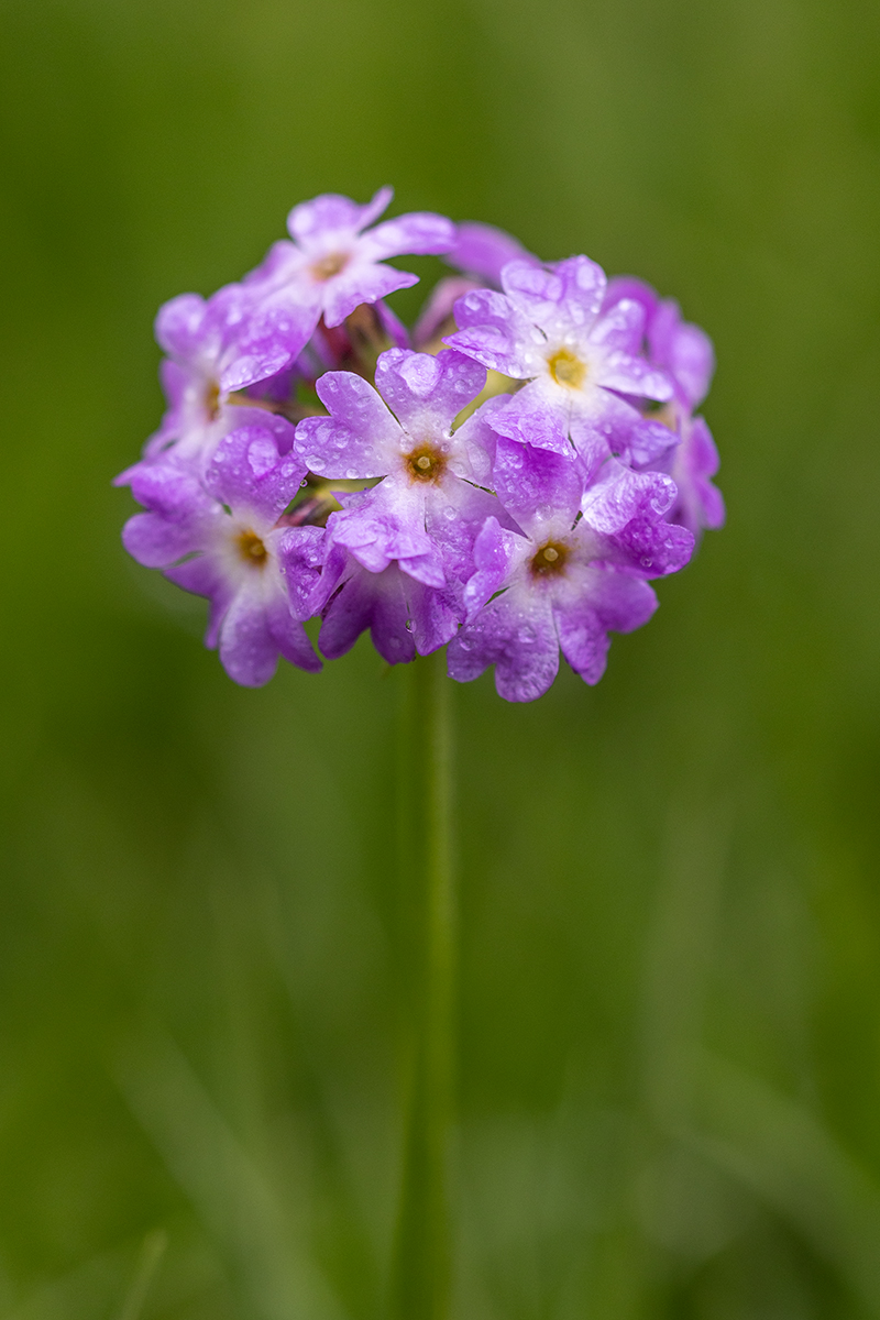 Image of Primula auriculata specimen.