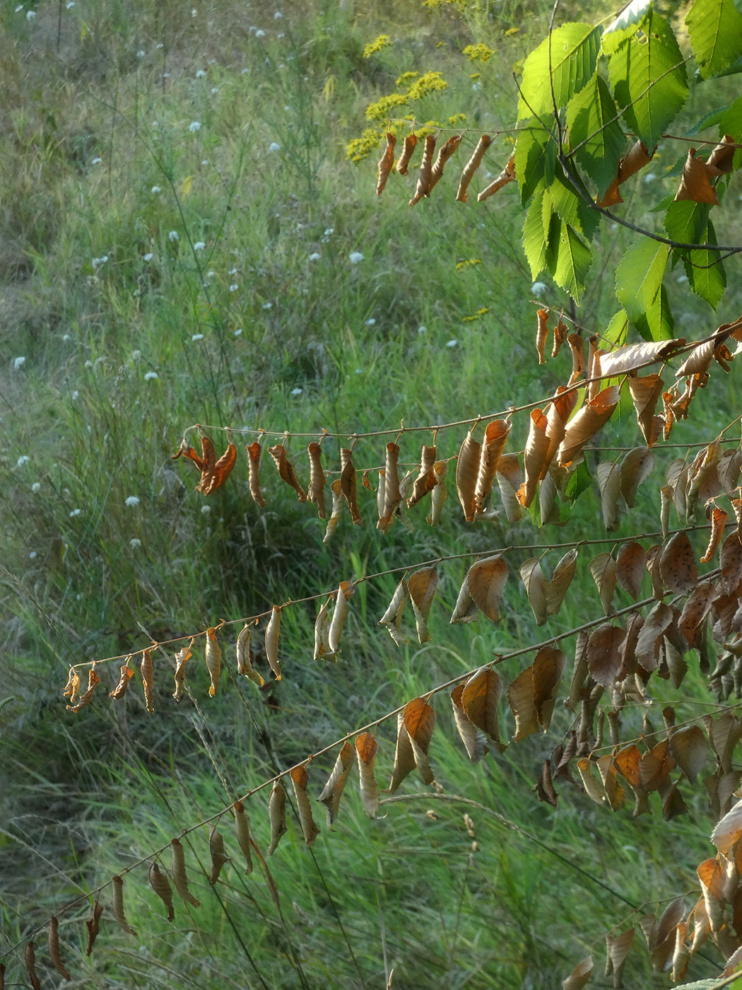 Image of Ulmus pumila specimen.
