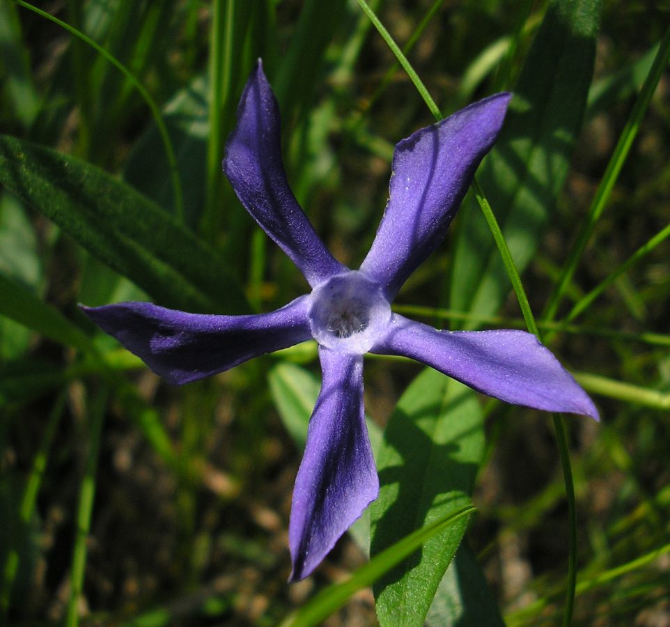 Image of Vinca herbacea specimen.
