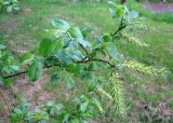 Salix myrsinifolia. Ветка с соплодиями. Ярославская обл., Некоузский р-н, окр. пос. Борок, дачный участок. 25.05.2011.