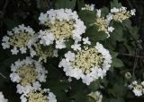 Viburnum opulus. Соцветия. Москва, Кузьминский парк, под ЛЭП. 04.06.2011.