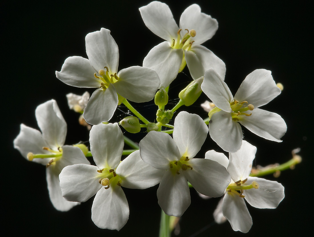 Изображение особи семейство Brassicaceae.