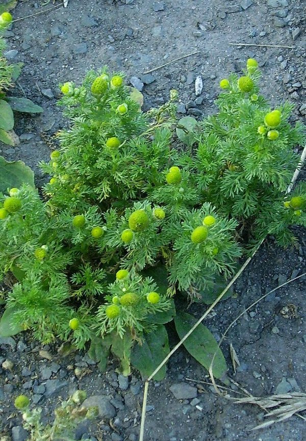 Image of Matricaria discoidea specimen.