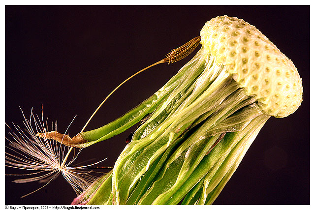 Изображение особи род Taraxacum.