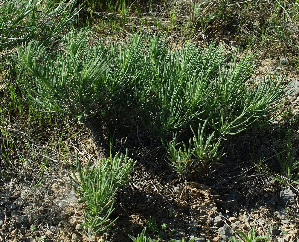 Image of Jurinea suffruticosa specimen.