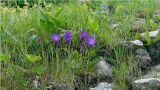 Campanula aucheri