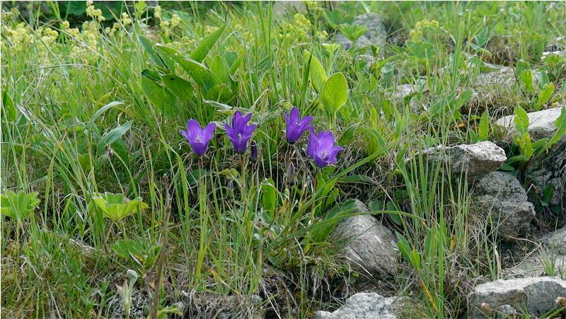 Image of Campanula aucheri specimen.