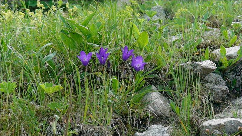 Изображение особи Campanula aucheri.