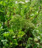 Ligusticum scoticum. Растения в начале плодоношения. Москва, ГБС РАН, в культуре. 07.07.2011.