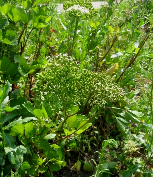 Image of Ligusticum scoticum specimen.