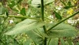 Verbascum sinuatum