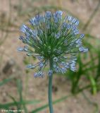 Allium caesium