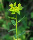 Euphorbia sarawschanica. Верхушка цветущего растения. Казахстан, Южно-Казахстанская обл., Угамский хр., ущ. р. Сазаната. 05.05.2011.