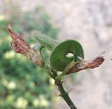 Medicago glutinosa