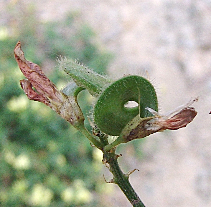 Image of Medicago glutinosa specimen.