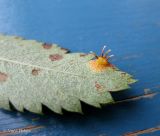 Sorbus aucuparia