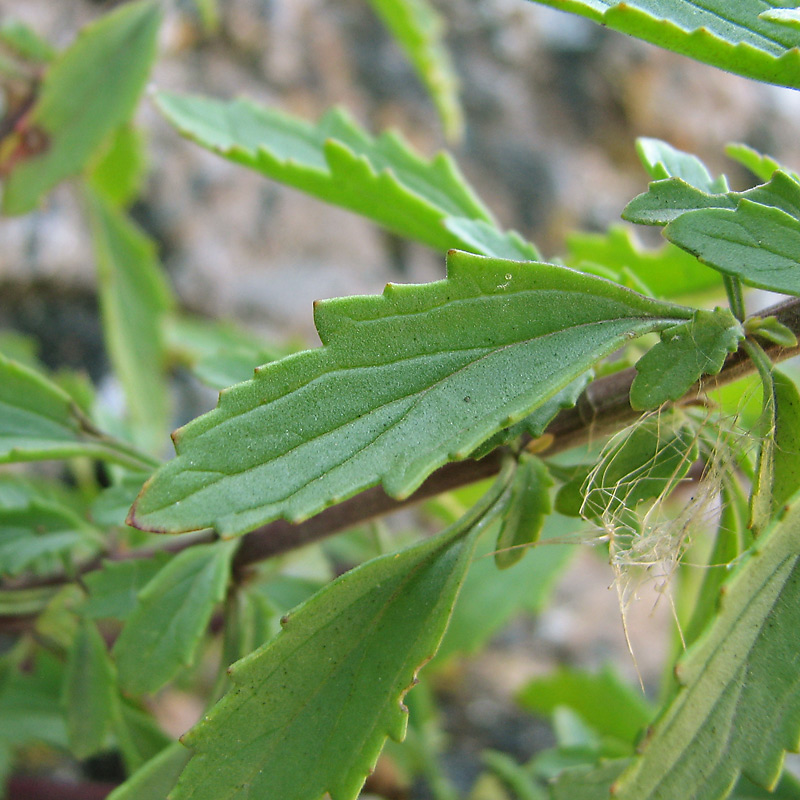 Image of Scrophularia granitica specimen.
