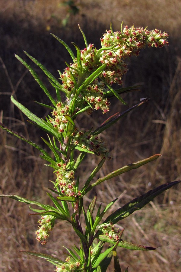 Image of Artemisia verlotiorum specimen.