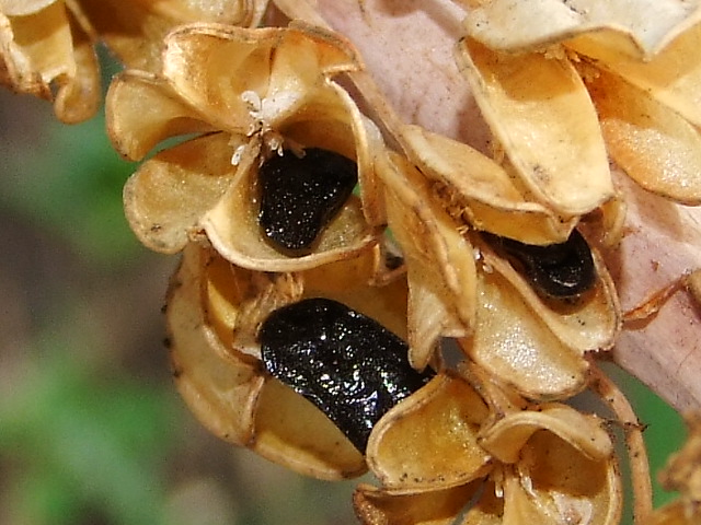 Image of Drimia aphylla specimen.