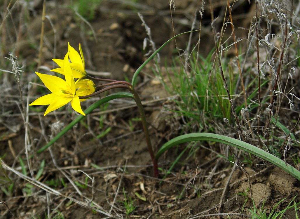 Image of Tulipa scythica specimen.