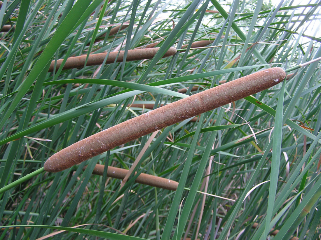 Изображение особи Typha domingensis.