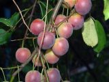 Prunus cerasifera. Ветви с созревающими плодами. Краснодарский край, окр. Абрау-Дюрсо, урочище \"Сухая щель\". 02.08.2005.
