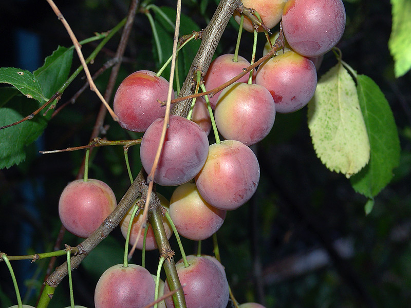 Image of Prunus cerasifera specimen.