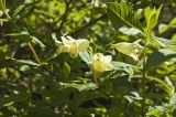 Weigela middendorffiana