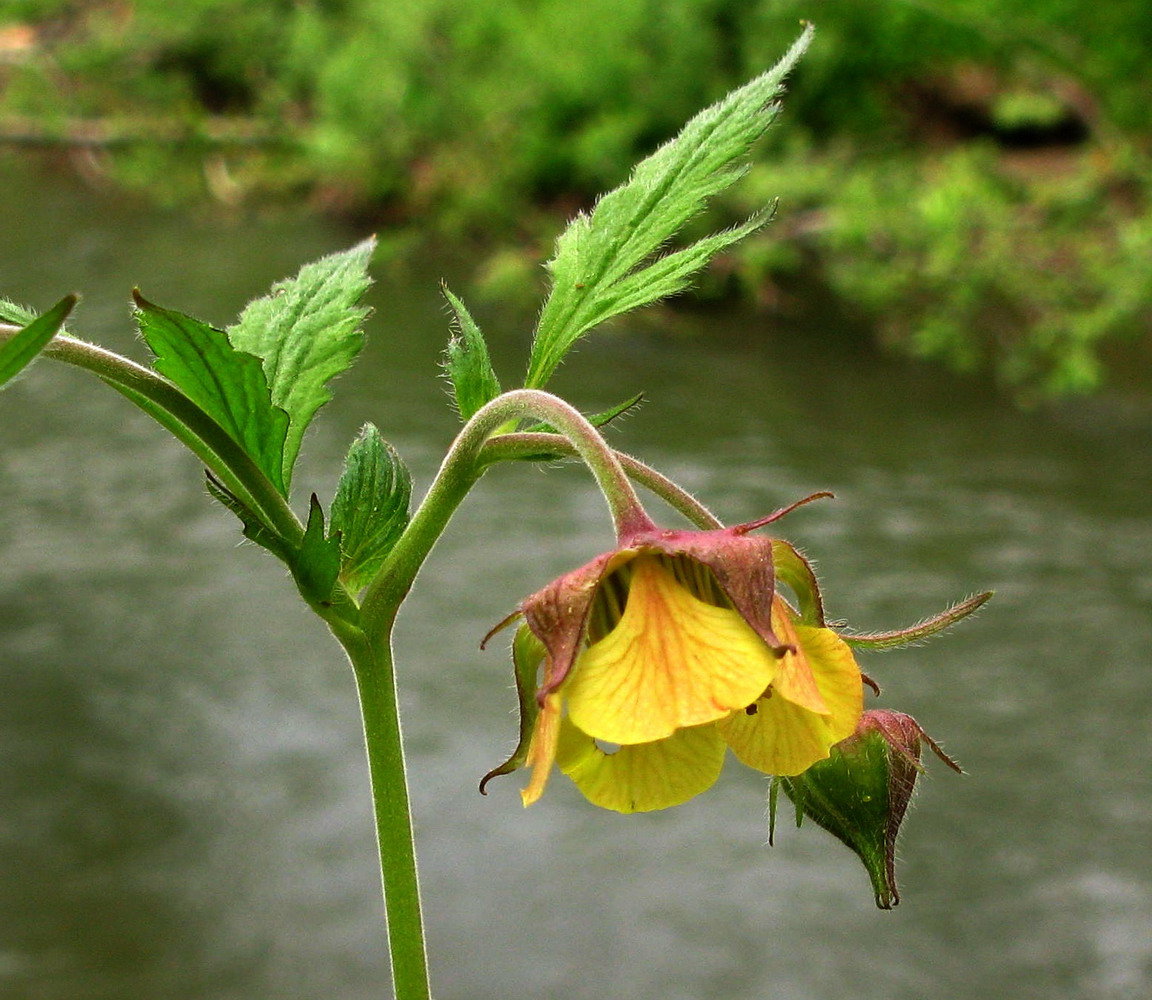 Image of Geum × meinshausenii specimen.