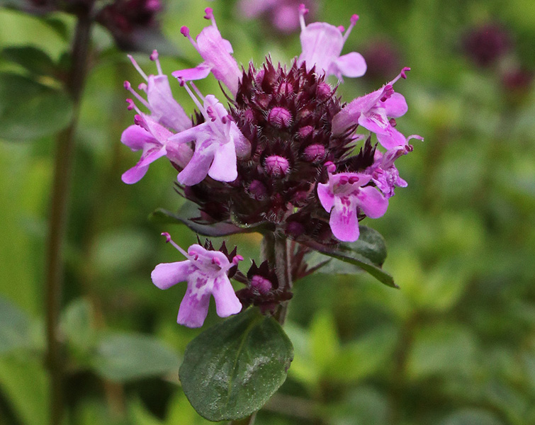 Image of Thymus pseudopulegioides specimen.