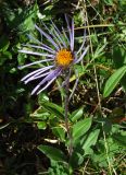 Erigeron flaccidus